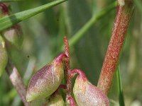 Melilotus messanensis 1, Saxifraga-Rutger Barendse